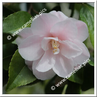Camellia Hybride 'Spring Mist'