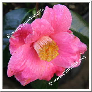 Camellia Japonica 'Spring's Promise'