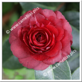 Camellia Japonica 'Spring Ruby'