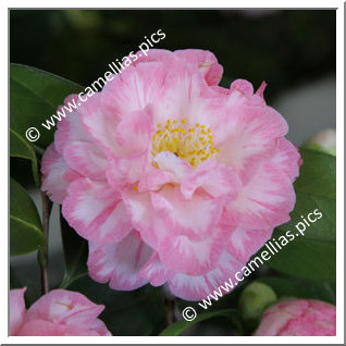 Camellia Japonica 'Spring Sonnet'