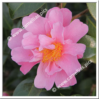 Camellia Hybride 'Sprite'