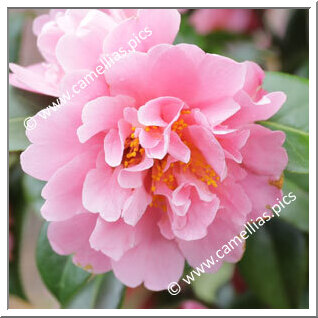 Camellia Hybride 'Sprite'