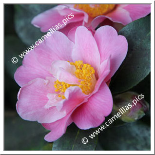 Camellia Hybrid 'Sprite'