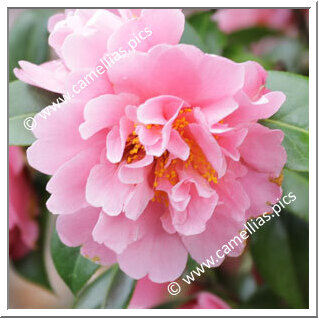 Camellia Hybride 'Sprite'