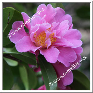 Camellia Hybride 'Sprite'