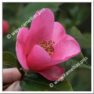 Camellia Hybrid C.x williamsii 'St. Ewe'