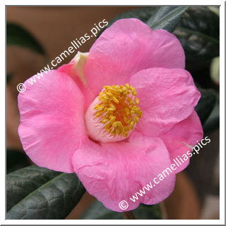 Camellia Hybrid C.x williamsii 'St. Ewe'