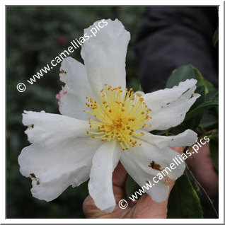 Camellia Sasanqua 'St Germain des Prés'