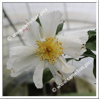 Camellia Sasanqua 'St Germain des Prés'