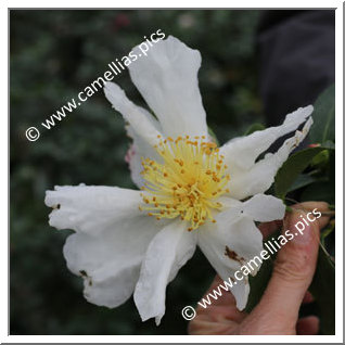 Camellia Sasanqua 'St Germain des Prés'