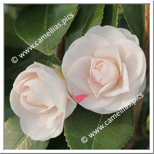 Camellia Japonica 'Stacy Susan'