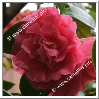 Camellia Japonica 'Stalin'