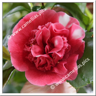 Camellia Japonica 'Stalin'