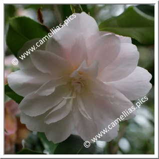 Camellia Sasanqua 'Star Above Star'