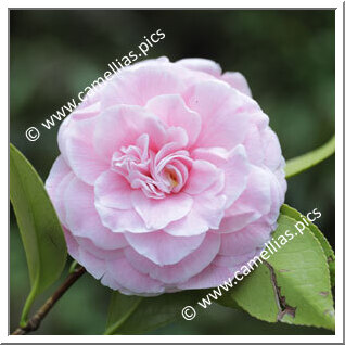 Camellia Japonica 'Stella di Compito'