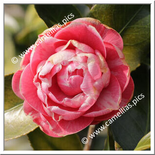 Camellia Japonica 'Stellaris'