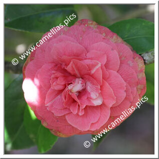 Camellia Japonica 'Stellaris'
