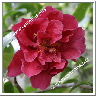 Camellia Japonica 'Steve Blount'