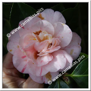 Camellia Japonica 'Strawberry Blonde'