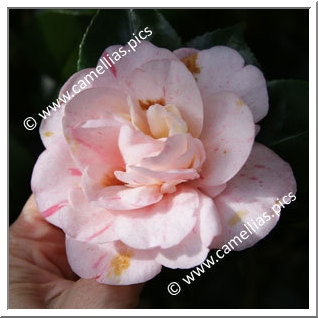 Camellia Japonica 'Strawberry Blonde'