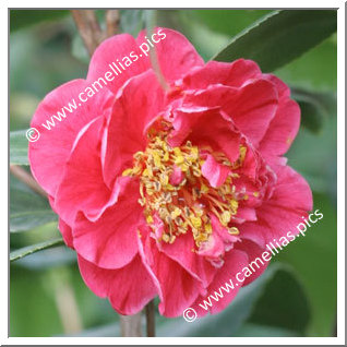 Camellia Japonica 'Strawberry Parfait'