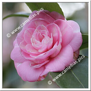 Camellia Japonica 'Madame de Strekaloff'