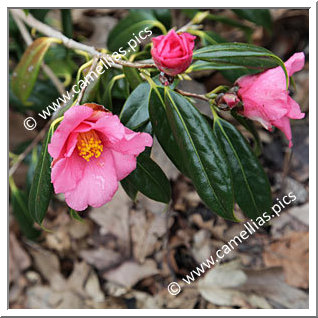 Camellia Botanique 'C. subintegra'