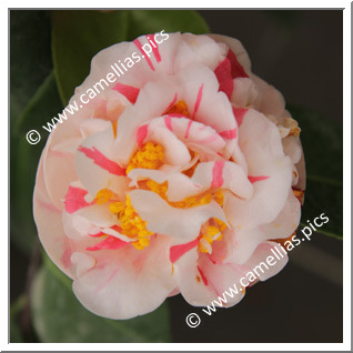Camellia Japonica 'Sucre d'Orge'