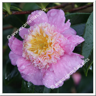 Camellia Hybride 'Sugar Dream'