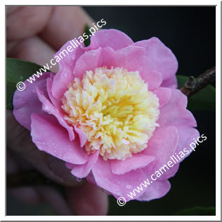 Camellia Hybrid 'Sugar Dream'