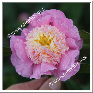 Camellia Hybrid 'Sugar Dream'