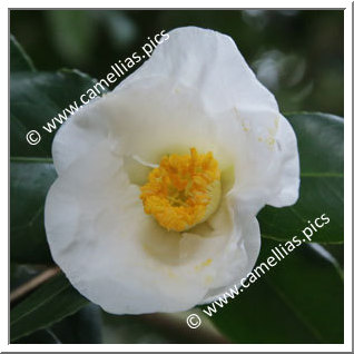 Camellia Japonica 'Suiraku'