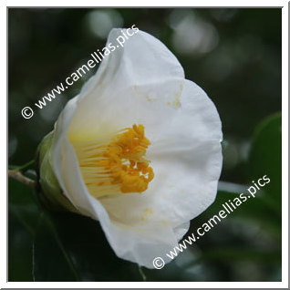 Camellia Japonica 'Suiraku'