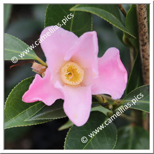 Camellia Wabisuke 'Sukiya'