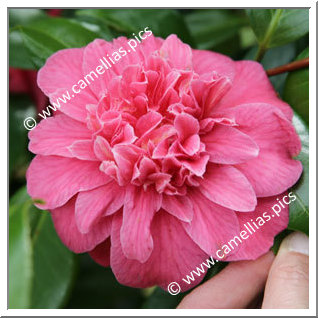 Camellia Japonica 'Sultana'