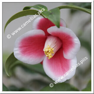 Camellia Japonica 'Suminoe'
