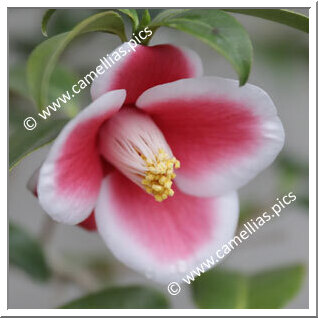Camellia Japonica 'Suminoe'