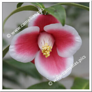 Camellia Japonica 'Suminoe'