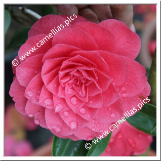 Camellia Japonica 'Sumizome'