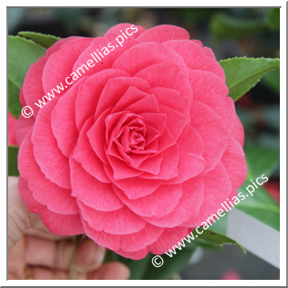 Camellia Japonica 'Sumizome'