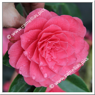 Camellia Japonica 'Sumizome'