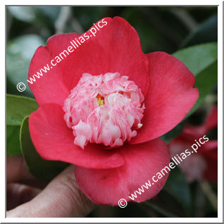 Camellia Japonica 'Sundae'