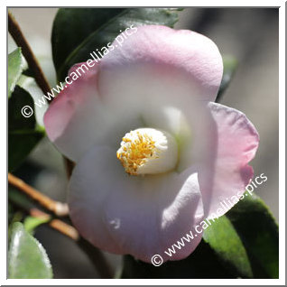 Camellia Japonica 'Sunny Side'