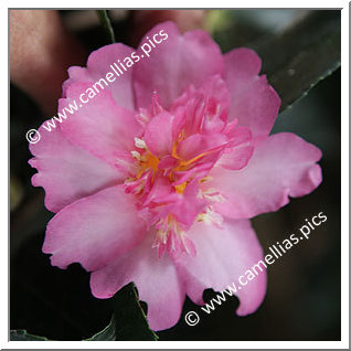 Camellia Sasanqua 'Sunrise Serenade'