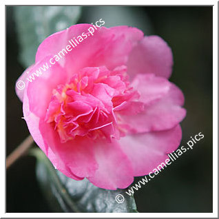 Camellia Sasanqua 'Sunrise Serenade'