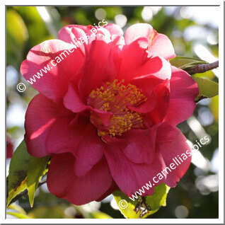 Camellia Japonica 'Sunset Glory'