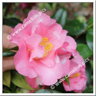 Camellia Japonica 'Sunset Oaks'