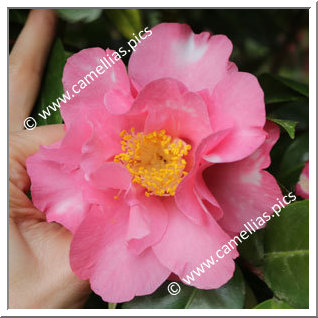 Camellia Japonica 'Sunset Oaks'