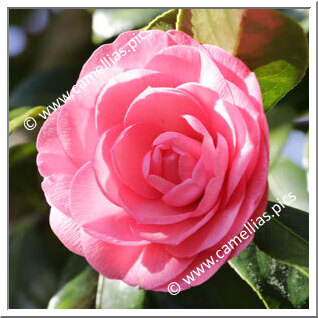 Camellia Hybrid C.x williamsii 'Sun Song'