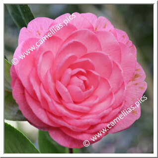 Camellia Hybride C.x williamsii 'Sun Song'